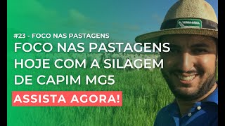 Silagem de capim MG5 é uma boa opção para o produtor  Foco nas Pastagens 23 [upl. by Annoyi]