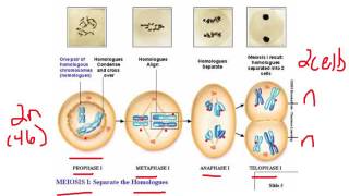 Meiosis and Gametogenesis [upl. by Salangia980]