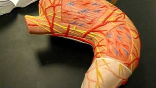 Anatomy amp Physiology  Liver and stomach models [upl. by Natloz815]