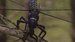 358 million years ago Giant prehistoric predator dragonfly [upl. by Neelehtak]