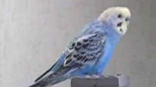 Budgerigar Talk Show [upl. by Reece]