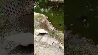 bebek bebekberenang taiwan shortsvideo [upl. by Annemarie]