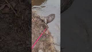 20232024 beaver season beaver in a mb750 at a culvert pipe [upl. by Nolaf]