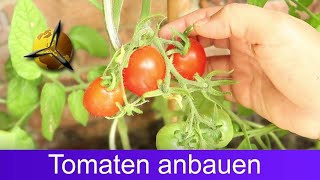 Tomaten selber ziehen Tomatenanbau für Anfänger [upl. by Berns]