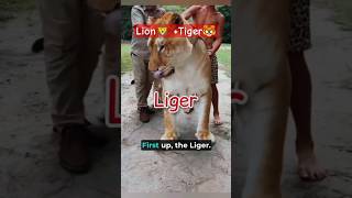 Lion🦁Tiger🐯 shorts liger bigcats [upl. by Bishop]