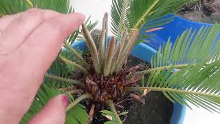 पौधे खराब होते हुए बच गये  साइकस पाम केयर  Cycas Palm Care Fertilizer [upl. by Llehsem]