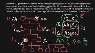 How to Solve Genetics Problems Using Bayes Theorem [upl. by Redlac]