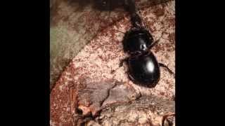 Pasimachus Warrior Beetle feeding 1 [upl. by Natalia]