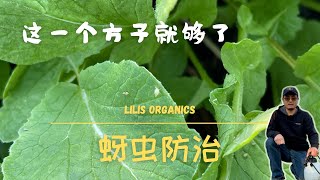 蚜虫防治，这一个方子就够了，高效有机安全，别再用土方法了  Aphid Control [upl. by Hamon]