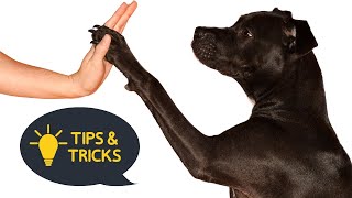 🐶 10 EASY amp FUN Dog Tricks You Can Teach Your Pup in Minutes 🐶 [upl. by Marylinda]