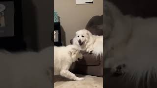 Facts About the Great Pyrenees You Need to Know 🐾surprisemotherfather dog greatpyrenees dogs [upl. by Adnopoz731]