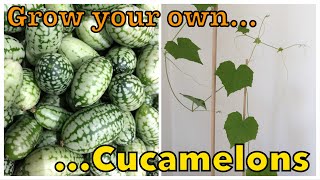 How to grow Cucamelons  Mini Exotic Fruit  City Vegetable Gardener [upl. by Carmelita]