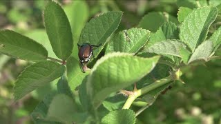 Japanese Beetles take over WNY gardens [upl. by Ttocserp]