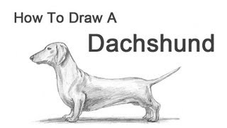 How to Draw a Dog Dachshund [upl. by Airotnahs]