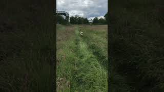 Barney dog versus train [upl. by Ponton]