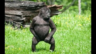 Monkey Dancing With Exciting Music Gorilla Dance Funniest Animals Videos 2019 [upl. by Selie]