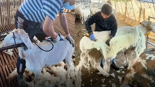 Patchy amp Overgrown Amazing Sheep Shearing process in Farms [upl. by Alaehcim]