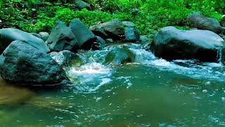 Nature River Sounds for Study Relaxation Sleep Flowing Water  Relaxing Birds amp Water Sounds [upl. by Arocet984]