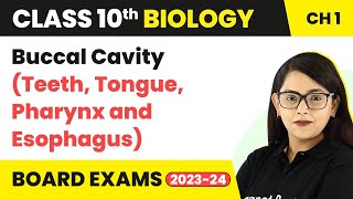 Buccal Cavity Teeth Tongue Pharynx and Esophagus  Life Process  Class 10 Biology [upl. by Raknahs650]