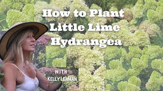 How to Plant Little Lime Hydrangea  With Kelly Lehman [upl. by Cirederf]