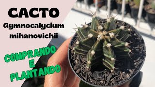 Cacto COLORIDO Gymnocalycium Mihanovichii Como plantar [upl. by Lesko]