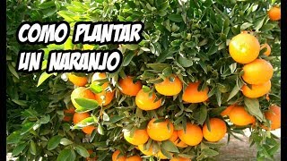 Cómo Plantar un Naranjo en el Huerto o Jardín 🍊  La Huerta de Ivan [upl. by Spiegel]