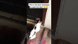 Cute cat opening the door😹cat cute catlover cutecat funny catvideos subscribe shorts [upl. by Florinda158]