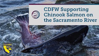 CDFW Supporting FallRun Chinook Salmon on the Sacramento River [upl. by Ehcor829]