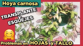 Hoya carnosa bilobata transplante ❤️ flor de cera hojas arrugadas y tallo seco como solucionar [upl. by Lenee]