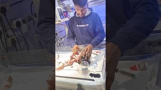 Chest physiotherapy😭😭 chestpressexercise physiotherapy chest newbornbaby shorts youtube nicu [upl. by Eiclud]