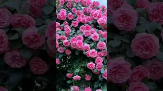 bul bula re bul bulasorts nature flowers beautiful video youtubeshorts love song short [upl. by Aicirt]