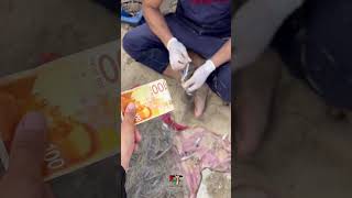 gaza freephalistine palestain alisher paleatine [upl. by Nytsirc116]