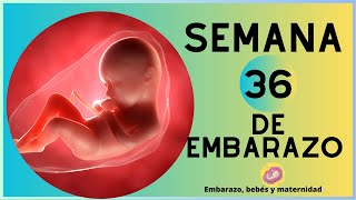 SEMANA 36 DE EMBARAZO  9no MES  DESARROLLO DEL BEBÉ  EMBARAZO SEMANA A SEMANA [upl. by Bj]