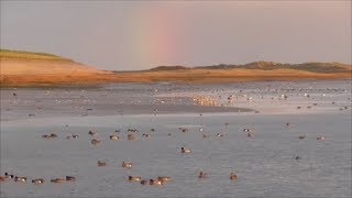 Birdlife at the Wadden Sea [upl. by Ocirederf]