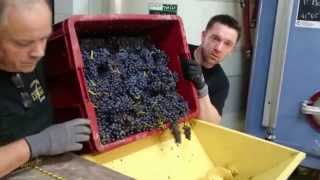 Champagne Rosé Grapes sorting with Roger Constant Lemaire [upl. by Mailliw]