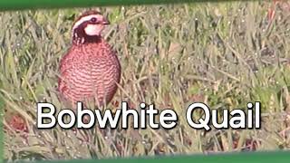 Bobwhite Quail Calling Season 3 episode 5 [upl. by Weingartner306]