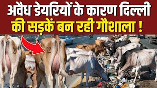 अवैध डेरियों के कारण सड़क पर बनी गौशाला  inderlok illegal dairy news  shastri nagar dairy news [upl. by Erdnaet]