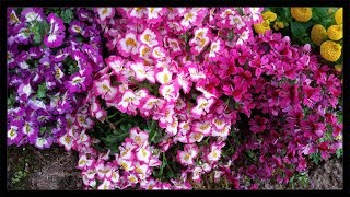 Fitzroy Gardens  The Conservatory Schizanthus  Calceolaria 🌼 [upl. by Keryt751]