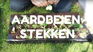 Toms Moestuin 2017 Aardbeien uitlopers stekken  vermeerderen [upl. by Nata]