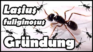 Lasius fuliginosus  Informationen  Gründungsversuch [upl. by Ynney]