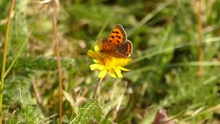 Ravensthorpe Reservoir butterflies and nature in the heart of Northamptonshire [upl. by Armillas]