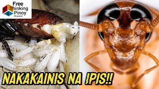 PAANO MABUHAY ANG IPIS Life Cycle Metamorphosis of Cockroaches [upl. by Miche]