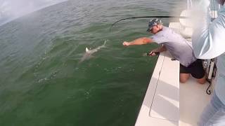 4ft Blacktip Shark Eaten by MONSTER Goliath Grouper [upl. by Addi]