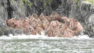 Walrus Encounter [upl. by Horton]