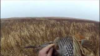 Deutsch Drahthaar GoPro Hero Asta vom Reinberg Minnesota Pheasant Hunt November 2012 [upl. by Patrick]