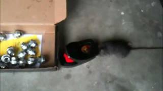 How To Set A Rat Trap [upl. by Sigismondo]