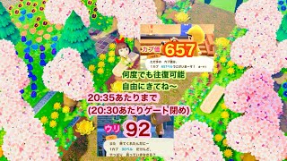 2024331【あつ森】カブ価657ampウリ90？2110あたりまで【往復可能、自由にきてね～】 [upl. by Mairam818]