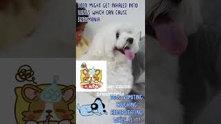 Dogs Vomiting Coughing Regurgitating  How to Know the Difference shorts [upl. by Aelc81]