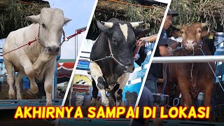 FULL VIDEO PERJALANAN amp PENURUNAN SAPI  Kontes Sapi ep2 [upl. by Charity]