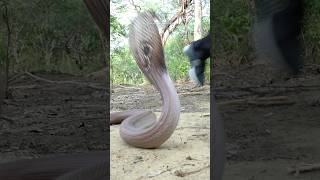 एक साथ बहुत सारे सांपों को जंगल में कैसे आजाद किया गया।😱🐍 Snake Release into the forest Area 😱 [upl. by Gauthier]